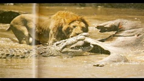 Lion Vs Crocodile Real Fight - lions attack, Lions Fighting, Lions Hunting 2015 - YouTube