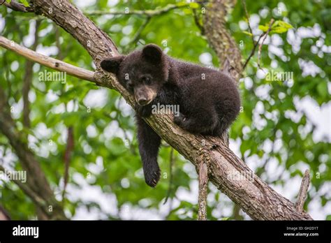 Black bear cubs tree hi-res stock photography and images - Alamy