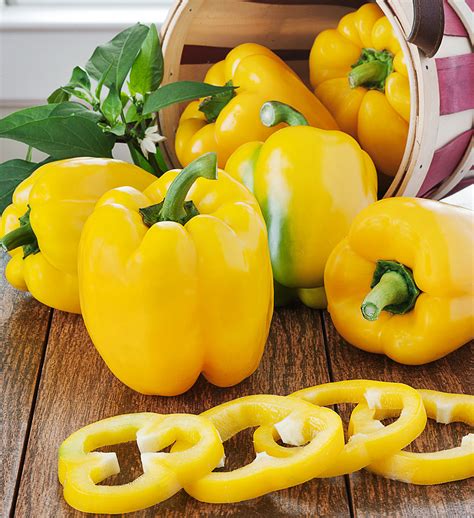 1 Sweet Yellow Bell Pepper Plant Delivered