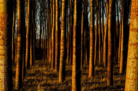 El color del otoño Stock Photo | Adobe Stock