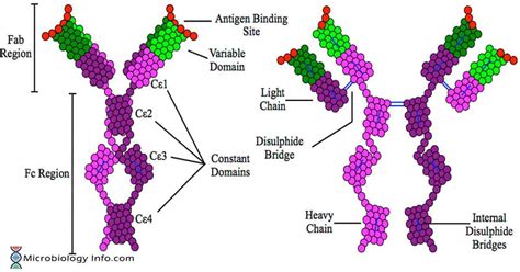 Immunoglobulin E (IgE) - Properties, Structure and Functions