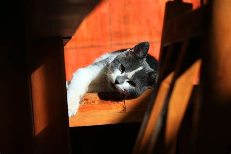 Indoor Cats vs. Outdoor Cats - Amherst Veterinary Hospital