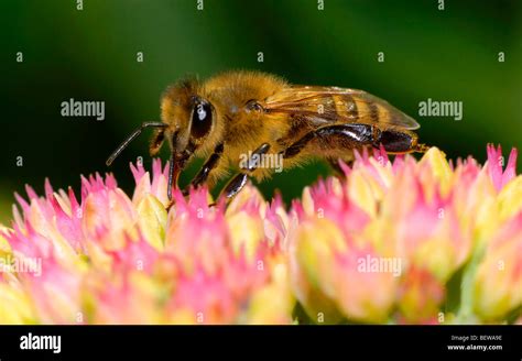 african honey bee (Apis mellifera scutellata), close-up Stock Photo - Alamy