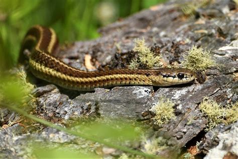 Today is Garter Snake Day! - Meigs Point Nature Center