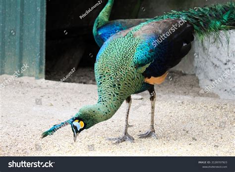 Peacock eating Images, Stock Photos & Vectors | Shutterstock