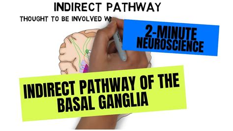 Parkinson's Disease Basal Ganglia Circuit - Captions Trend