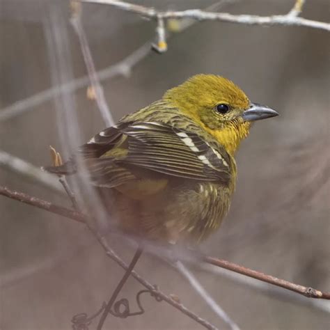 Rare Bird Alert: May 5, 2023 - American Birding Association