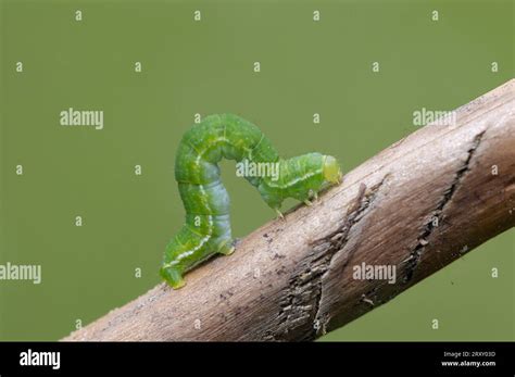 March butterfly caterpillar, march moth (Alsophila aescularia), Germany Stock Photo - Alamy