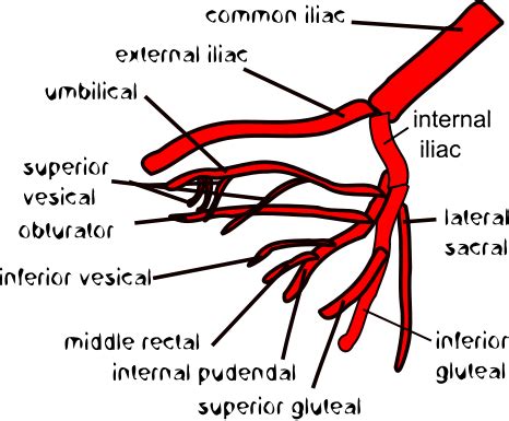 ボード「Renal」のピン