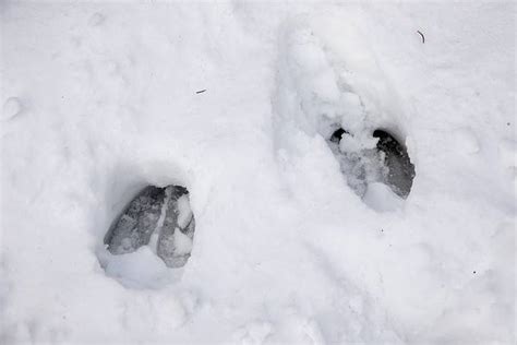 Elk Tracks: Identification Guide for Snow, Mud, and More - A-Z Animals