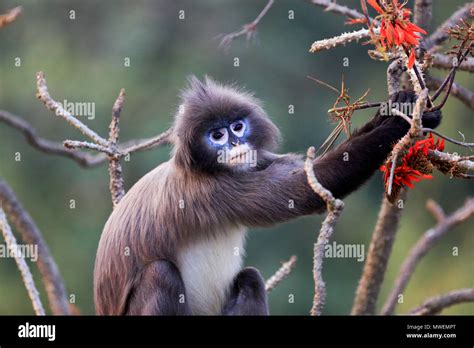 Phayre's Leaf Monkey ( Trachypithecus phayrei), Satchari National Park, Habiganj, Bangladesh ...