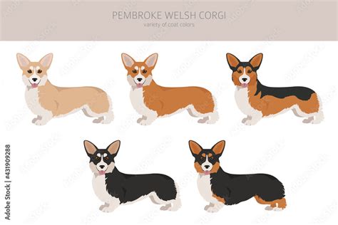 Fototapeta: Welsh corgi pembroke clipart. Different poses, coat colors ...