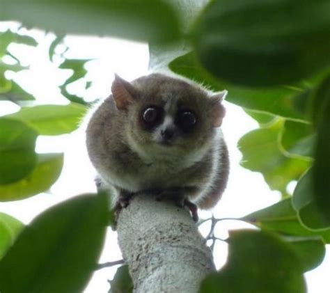 New Dwarf Galago Species Discovered In Angola - Barnorama