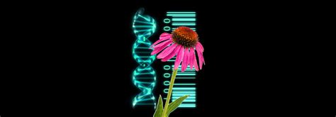 DNA Barcoding in Plants – DrChet.com