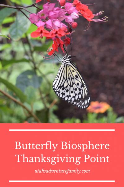 Butterfly Biosphere at Thanksgiving Point - Utah's Adventure Family