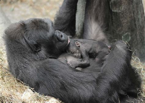 Brookfield Zoo Welcomes New Baby Gorilla (PHOTOS) | HuffPost