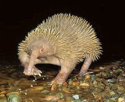 Species Western long-beaked echidna | Animals In The World