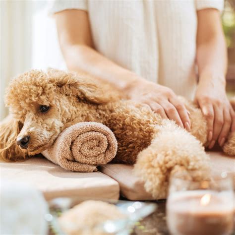 Everything You Need For The Perfect Spa Day With Your Dog — Without The Groomer