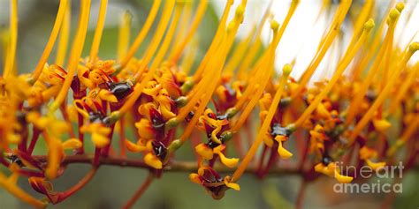 Silk Oak Tree Flower Photograph by Charmian Vistaunet - Fine Art America