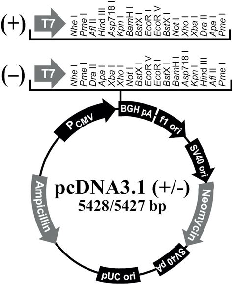 pcDNA3.1(+)质粒图谱序列抗性价格报价Biovector NTCC Inc.现货 - Biovector质粒载体菌种细胞蛋白抗体基因保藏中心-NTCC典型培养物保藏中心