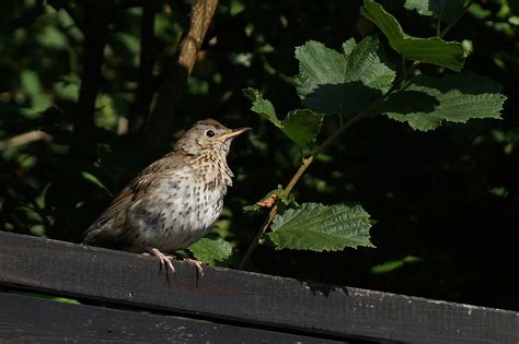 Pájaro Tordo Cantor - Foto gratis en Pixabay - Pixabay