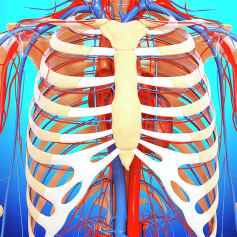 Gallery Of Chest Cavity Anatomy Anatomy Drawing Diagram Chest Cavity ...