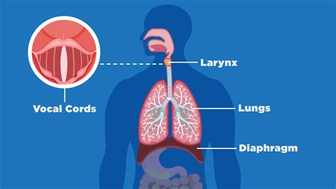 What happens inside your body when you hiccup?