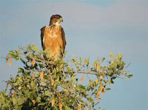 Juvenile African Hawk Eagle | Hawk eagle, African, Eagle