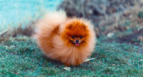 How Can I Make My Pomeranian Fluffy