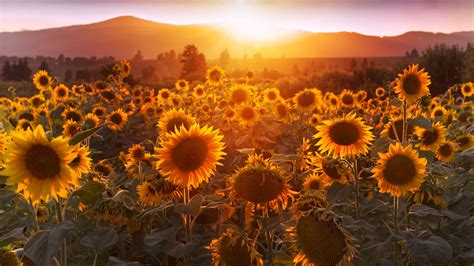 Yellow sunflowers, sunset, field, flowers, summer Sunrays 4 K HD ...