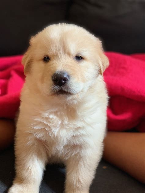 Labrador Retriever Puppies For Sale | Lancaster, CA #298547