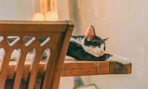 Orange Tabby Cat Sleeping on Gray Textile · Free Stock Photo