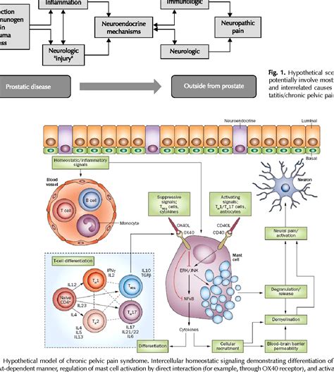 Figure 2 from Proposed New Pathophysiology of Chronic Prostatitis/Chronic Pelvic Pain Syndrome ...