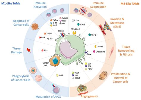 JCM | Free Full-Text | Targeting Tumor-Associated Macrophages in Anti-Cancer Therapies ...