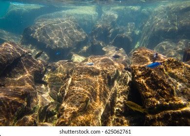 2,380 Lake Malawi Underwater Images, Stock Photos & Vectors | Shutterstock