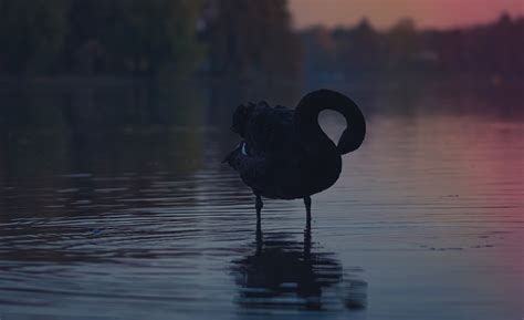 How to Apply The Black Swan Theory to Your Content Marketing Plan