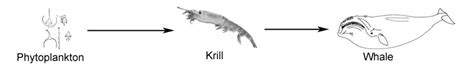 Blue Whales Food Chain Chart