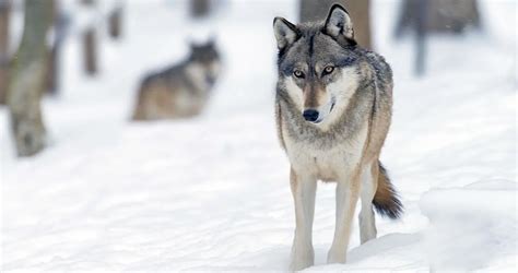 5 Amazing Facts About the Timberwolf | PetMojo