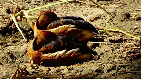 Dendrocygna bicolor - (Anatidae) - Dendrocygne fauve