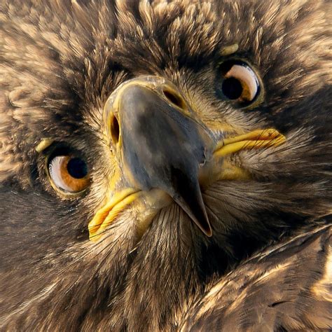 Close up of the face of a juvenile bald eagle. Photographed by Doris Conley, WA. https://www ...
