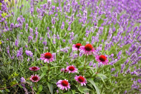 12 Lavender Companion Plants (& 4 Plants To Grow Nowhere Near)