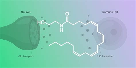 Anandamide: What Are the Benefits of This Cannabinoid?