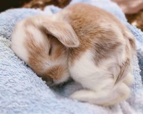 Bewitching rabbit #rabbitlife | Cute baby animals, Cute baby bunnies, Cute little animals