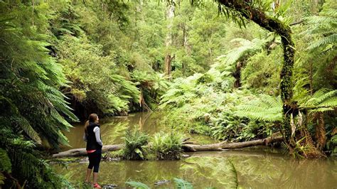 Morwell National Park, Attraction, Gippsland, Victoria, Australia