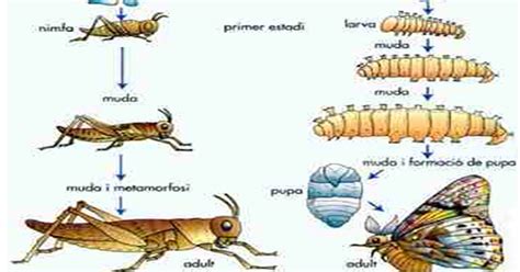 METAMORFOSIS en los ARTRÓPODOS ~ Con-CIENCIA