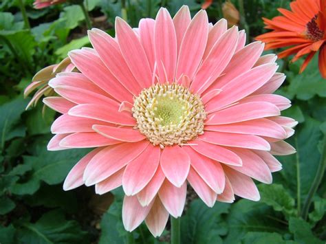 Gerbera jamesonii