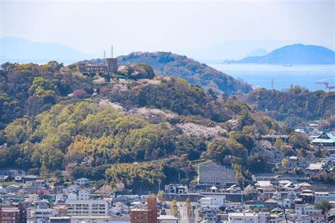 Cherry Blossom Reports 2019 - Matsuyama: Approaching Full Bloom