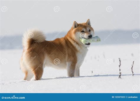 Dog Shiba Inu with toy stock photo. Image of mammal, agility - 12337322