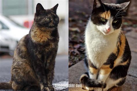 Tortoiseshell Cat Vs Calico Cat, Let's See The Difference