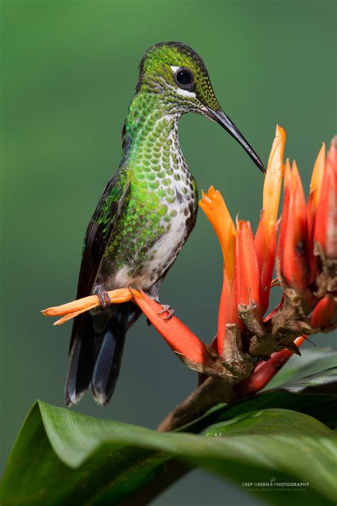 hummingbirds — Deep Green Photography